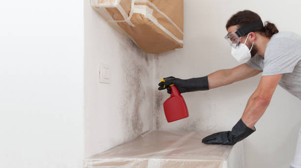 Professional Basement Mold Remediation technician working in Honey Grove, PA